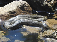 Natriciteres olivacea