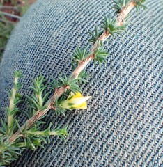 Aspalathus campestris
