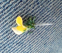Aspalathus campestris