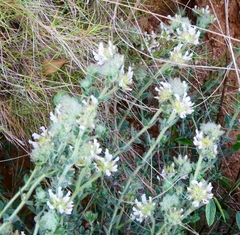 Teucrium polium