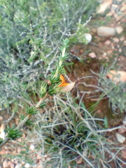 Aspalathus campestris