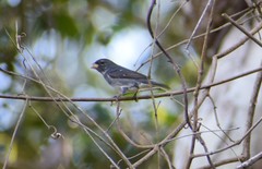 Sporophila schistacea