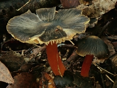 Hygrocybe fuscoaurantiaca