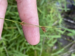 Rhynchospora leptocarpa