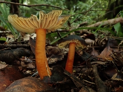 Hygrocybe fuscoaurantiaca