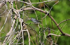 Sporophila schistacea