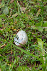 Turdus pilaris