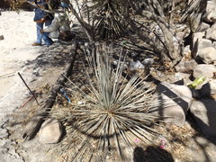 Dasylirion parryanum