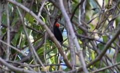 Ceratopipra rubrocapilla