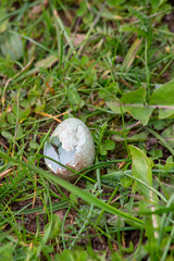 Turdus pilaris