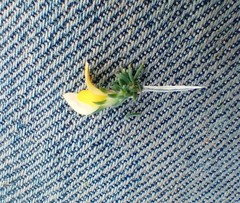 Aspalathus campestris