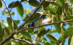 Stilpnia nigrocincta
