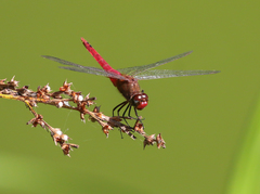 Anisoptera
