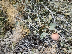 Andricus vacciniifoliae