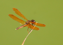 Anisoptera