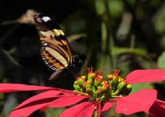 Heliconius ethilla