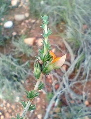 Aspalathus campestris