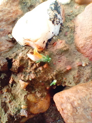 Aspalathus campestris