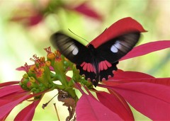 Parides neophilus