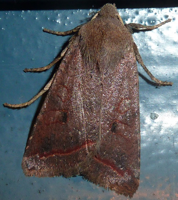 Red-line Quaker, Amsterdam - Noord, photo 10 of 10