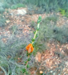 Aspalathus campestris