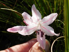 Nerine pudica