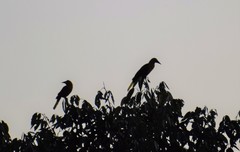 Psarocolius bifasciatus