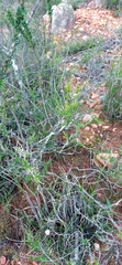 Aspalathus campestris