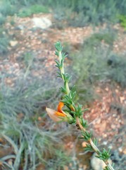 Aspalathus campestris
