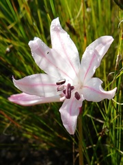 Nerine pudica
