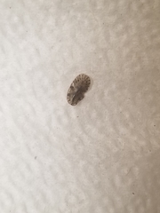 Pulvinaria innumerabilis