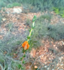 Aspalathus campestris