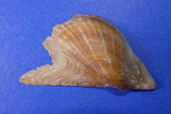 Pteria colymbus