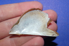 Pteria colymbus