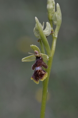 Ophrys insectifera subinsectifera
