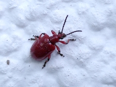 Lilioceris schneideri