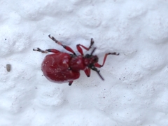 Lilioceris schneideri