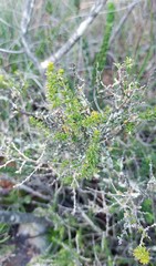 Aspalathus campestris