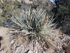 Yucca baccata baccata
