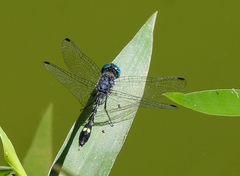 Anisoptera