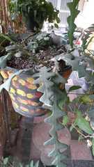 Selenicereus anthonyanus