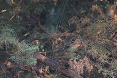 Toxostoma curvirostre