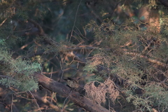 Toxostoma curvirostre