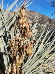 Yucca baccata baccata