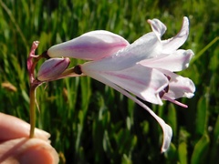 Nerine pudica