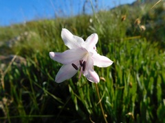 Nerine pudica