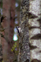 Dendrocopos major