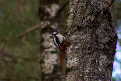 Dendrocopos major