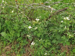 Rubus roribaccus