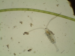 Neocopepoda